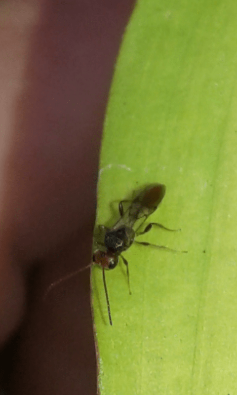 Imenottero che parassita cimice:  Aridelus rufotestaceus (Braconidae)